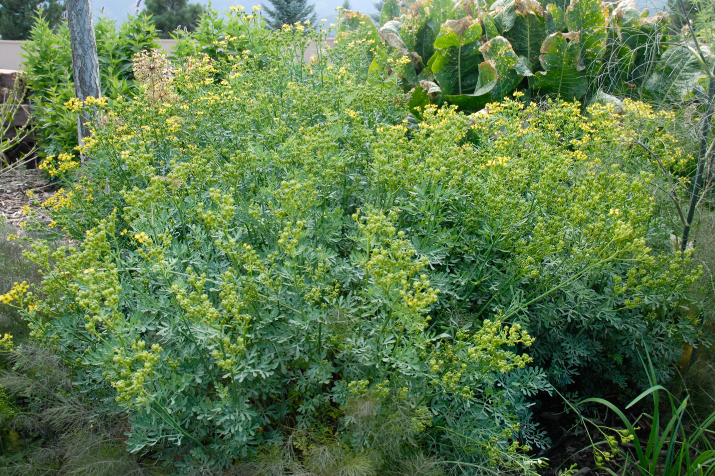 Common Rue